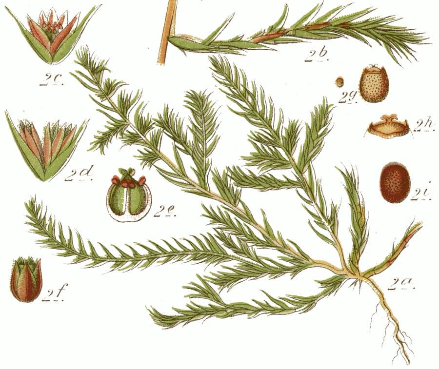 Soft needleleaf with fine needle-like foliage