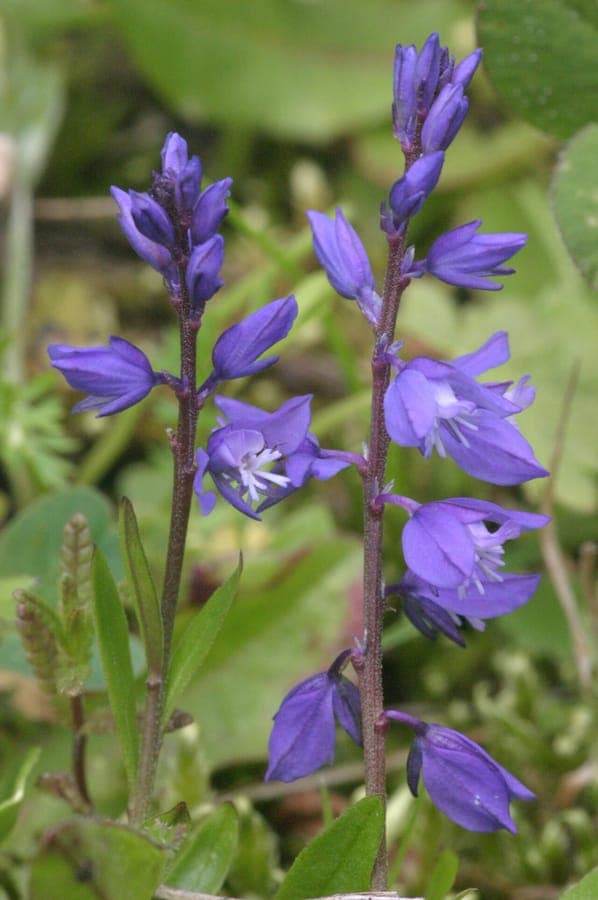 Fleurs de Polygala alpestre en habitat montagnard
