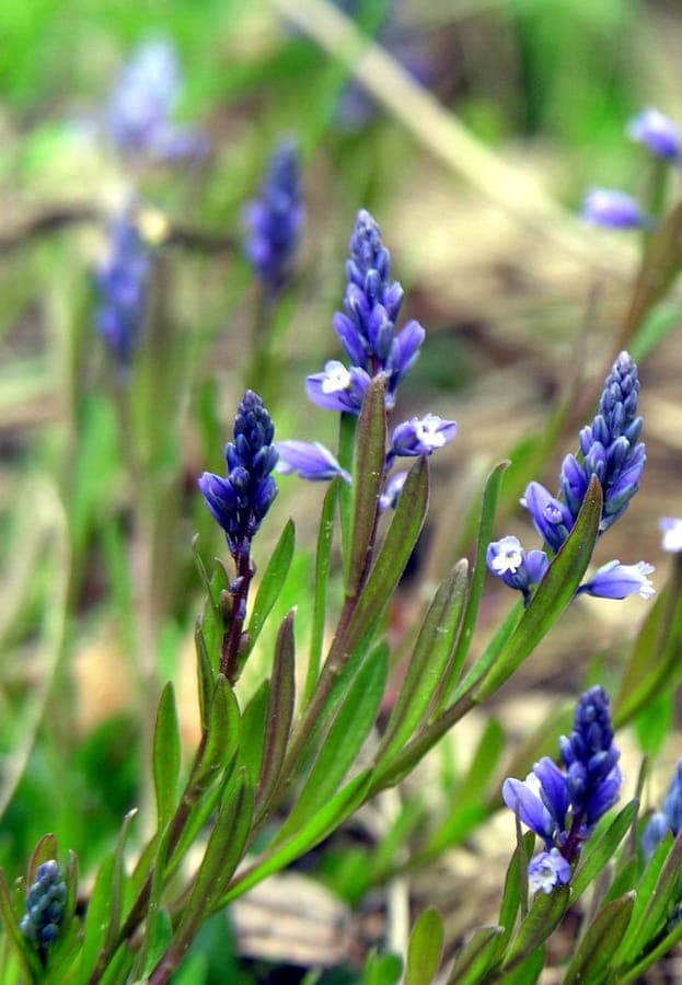 Bittere Vleugeltjesbloem met blauwe bloemen in natuurlijke omgeving