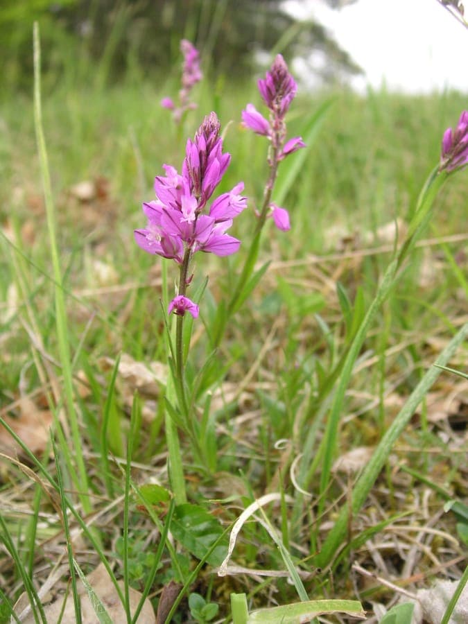 Schopfige Kreuzblume zeigt charakteristische dichte Bluttenbuschel in Violett und Blau