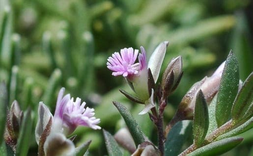 Polygala de Montpellier avec ses petites fleurs blanches et feuilles etroites