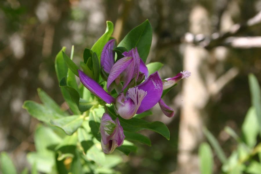 Beautiful flowers of Butterfly-bush (Polygala myrtifolia)
