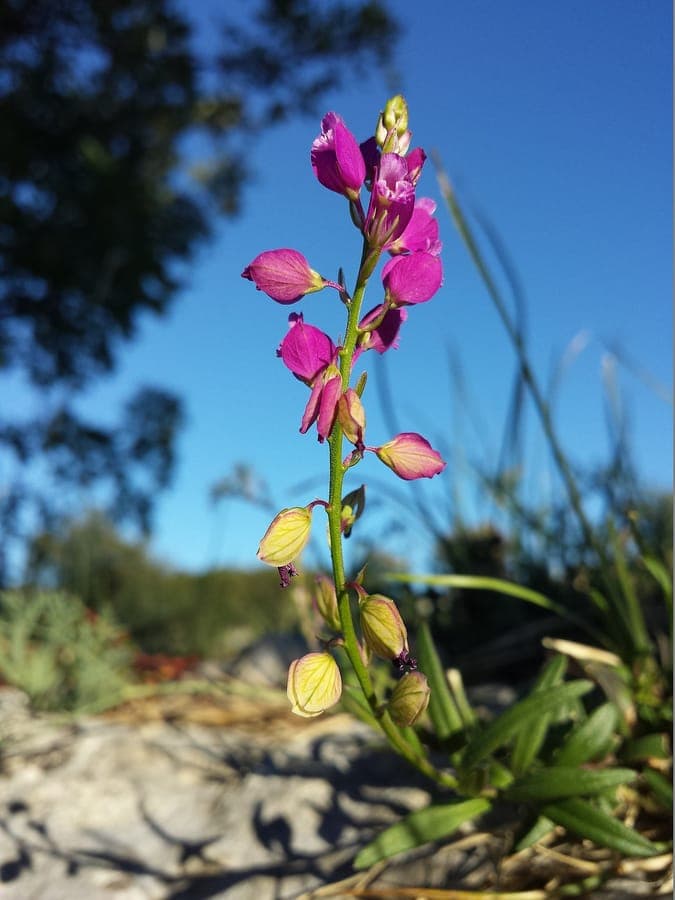 Polygala nicaeensis bloemen in wit en paars