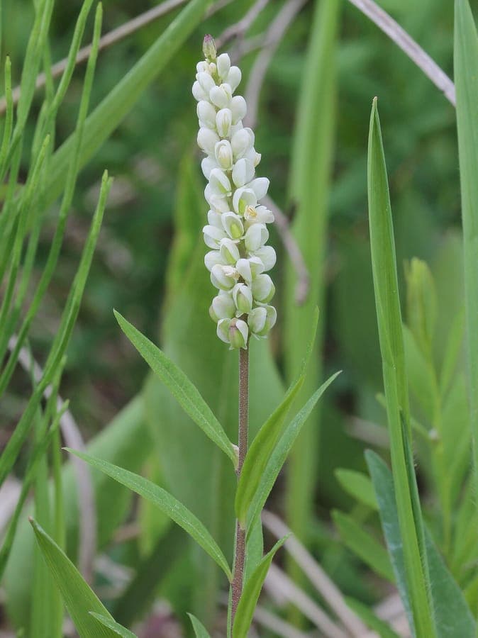 Polygala senega bloeiende plant