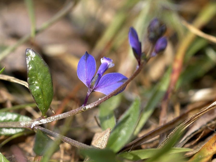 Heath Milkwort displaying purple-blue flowers in natural sprawling growth habit