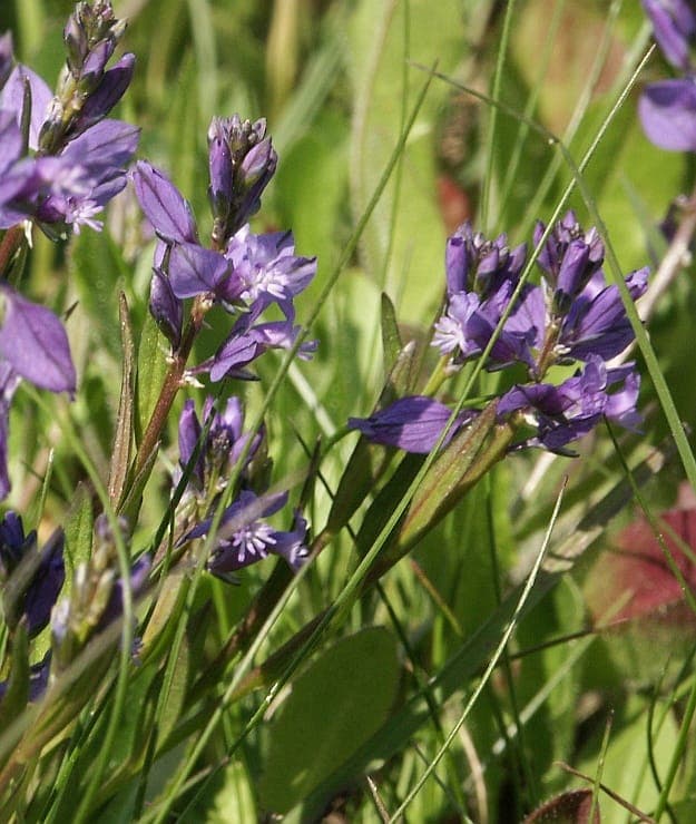 Gemeine Kreuzblume zeigt violett-blaue Bluten in naturlicher Heidenlandschaft