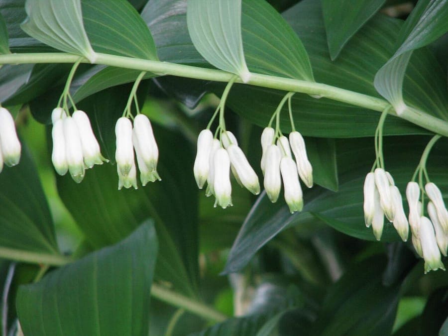 Solomon's Seal displaying pendant white flowers along arching stems in woodland setting