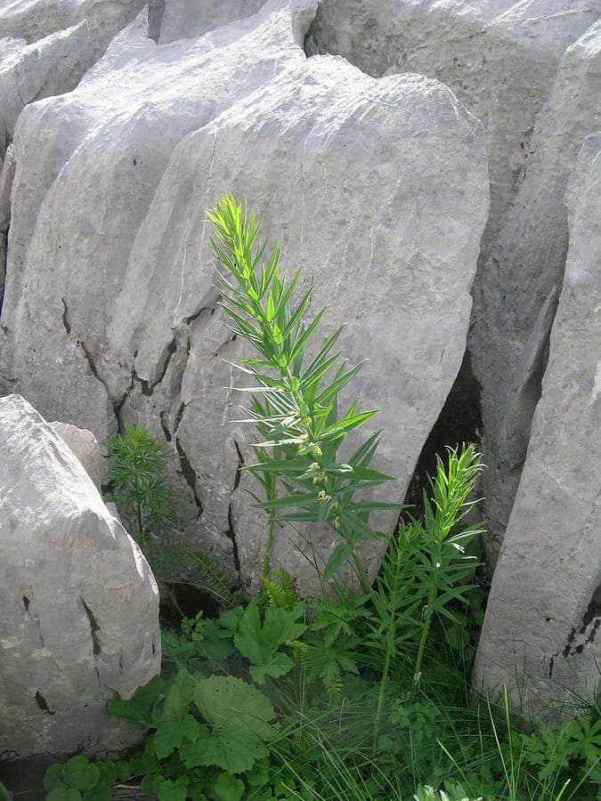 Whorled Solomon's Seal plant with white flowers arranged vertically