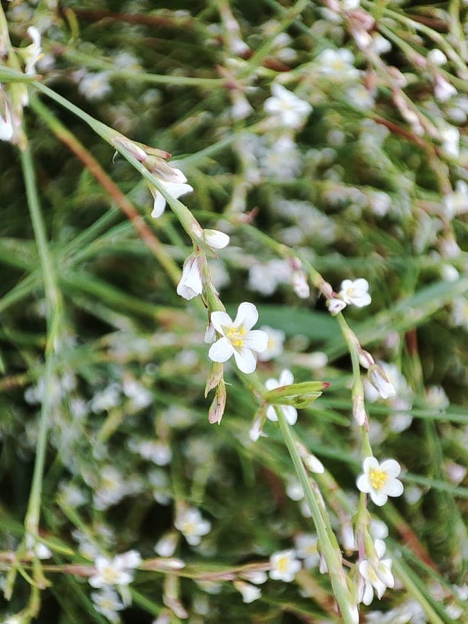 Zandvogelknoterij planten in natuurlijke habitat
