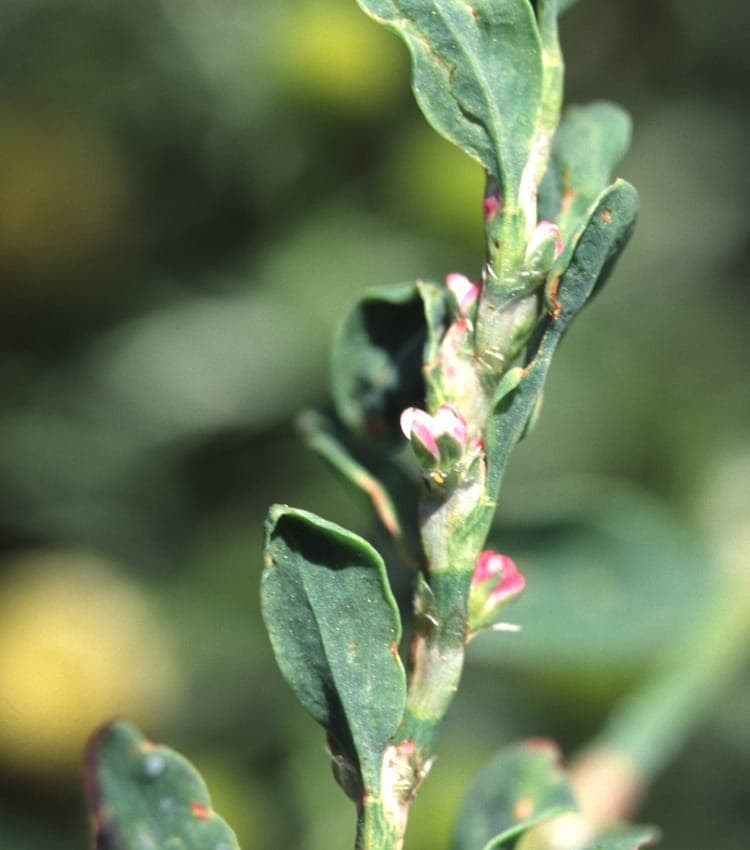 Polygonum arenastrum montrant le feuillage délicat et les épis floraux roses