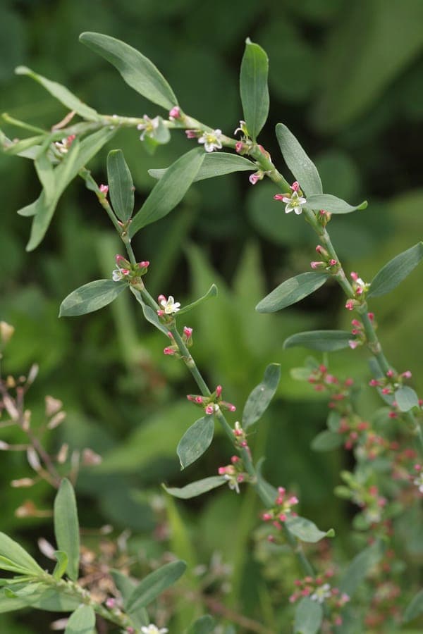 Vogel-Knöterich-Pflanze mit kleinen grünen Blättern und weißen Blüten