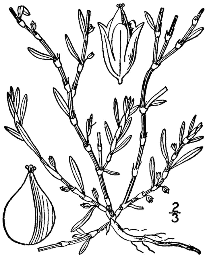 Seaside Knotweed (Polygonum glaucum) dense growth in coastal salt spray environment