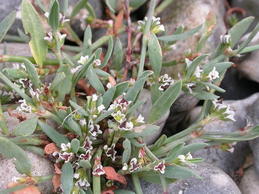 Zandvarkensgras (Polygonum oxyspermum) groeit op zandige kustoever in natuurlijke strandhabitat