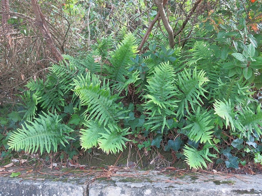 Welsh polypody with finely serrated fronds on a rock wall