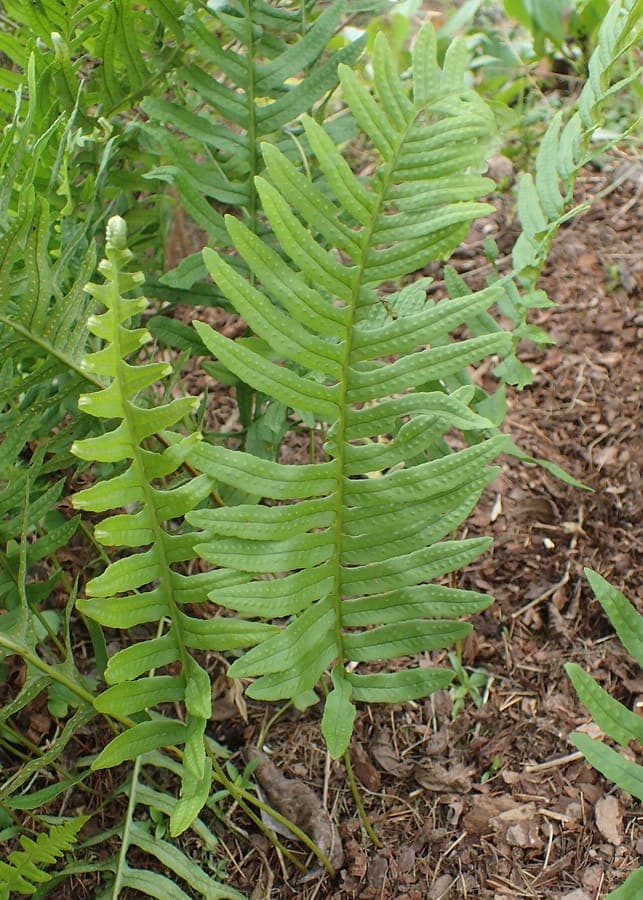 Intermediate polypody with broad serrated fronds in woodland setting