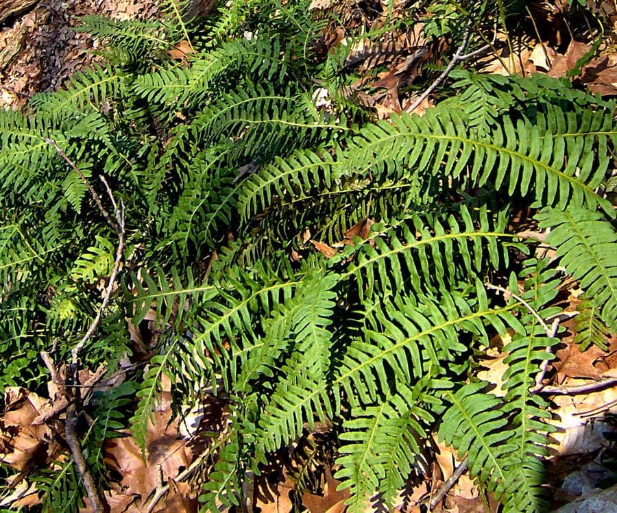 Polypode de Virginie avec frondes finement divisees sur rock calcaire