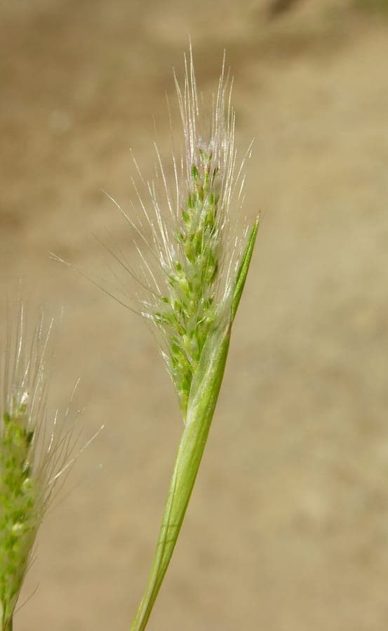Polypogon maritimus Mediterranean beard grass flowering spikelets