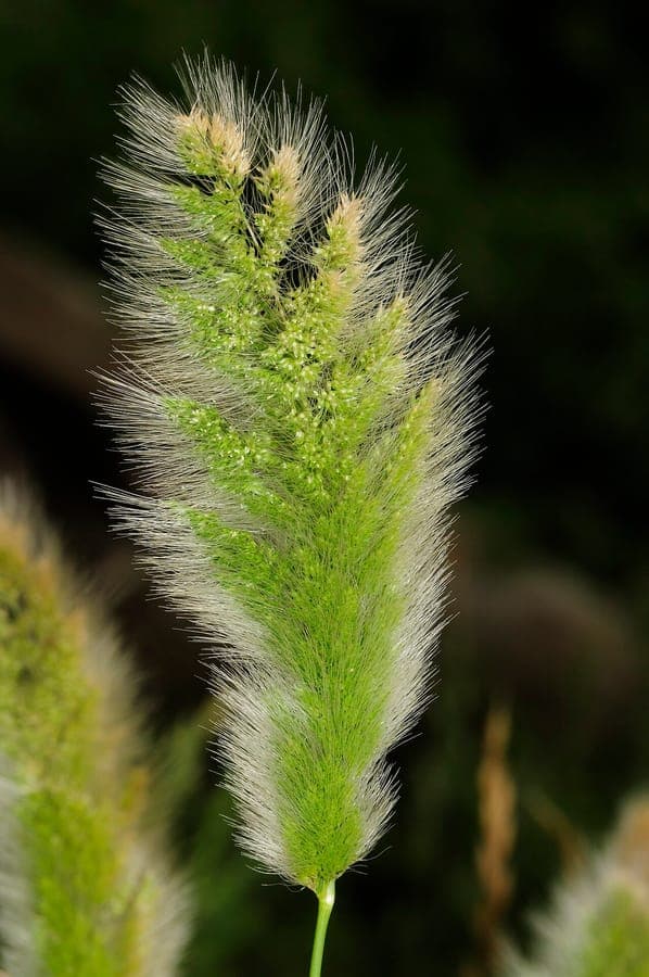 Polypogon monspeliensis, agrostide avec panicules fines