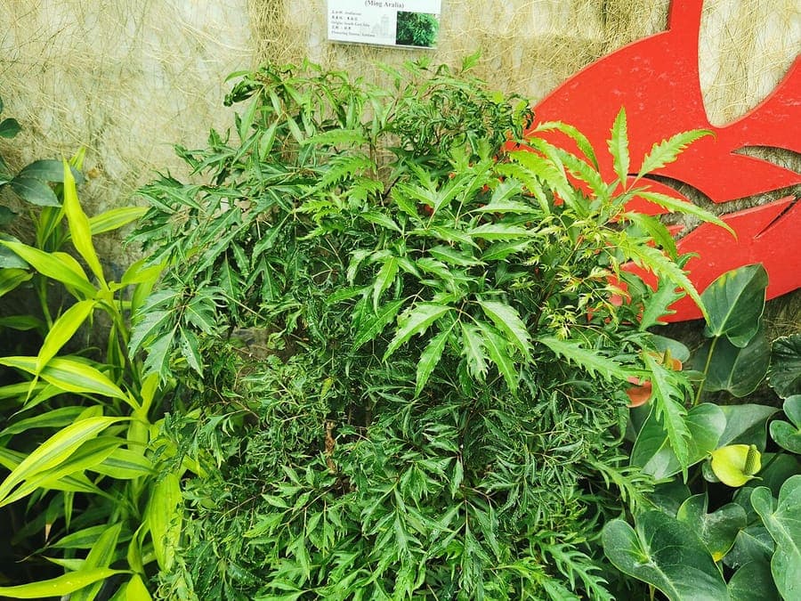 Polyscias fruticosa shrub with finely divided red and green foliage