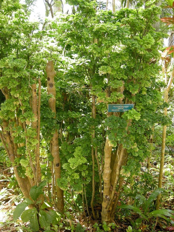 Geranium aralia with finely dissected foliage and elegant branching