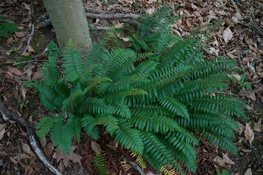 Green fronds of Christmas fern in winter garden