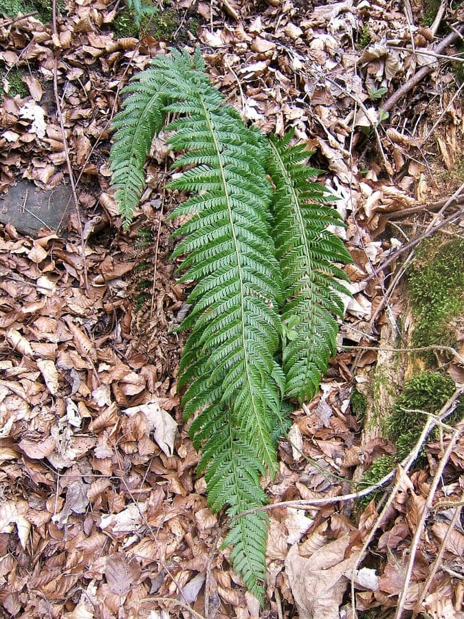 Hard shield-fern in a natural woodland setting with glossy, dark green fronds