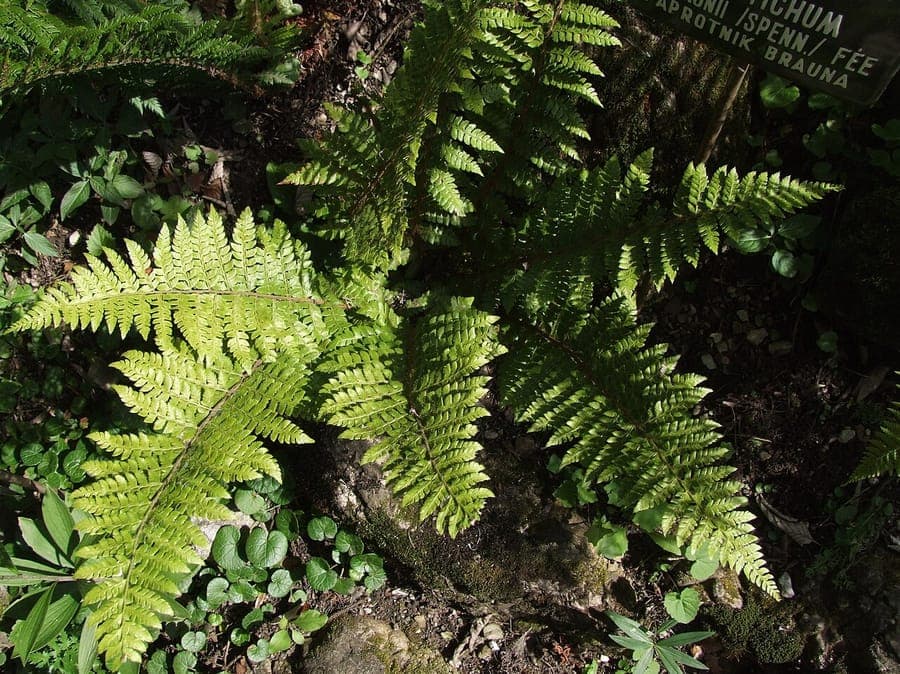 Braun's hollyfern in a moist, shaded woodland setting with glossy green fronds
