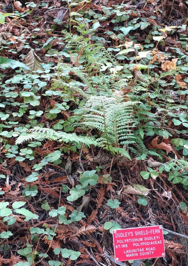 Polystichum dudleyi fronds