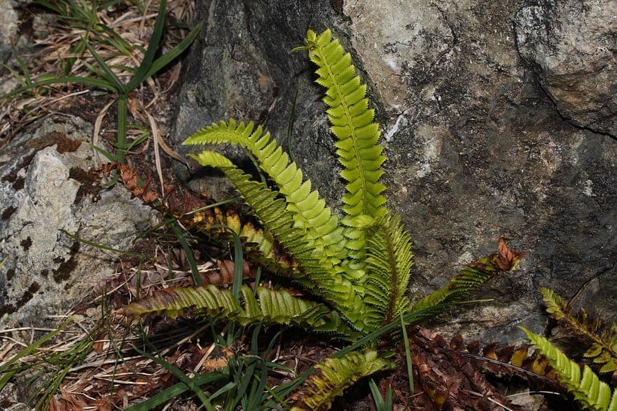 Polystic lonchite poussant dans une fissure rocheuse avec des frondes brillantes et vert foncé
