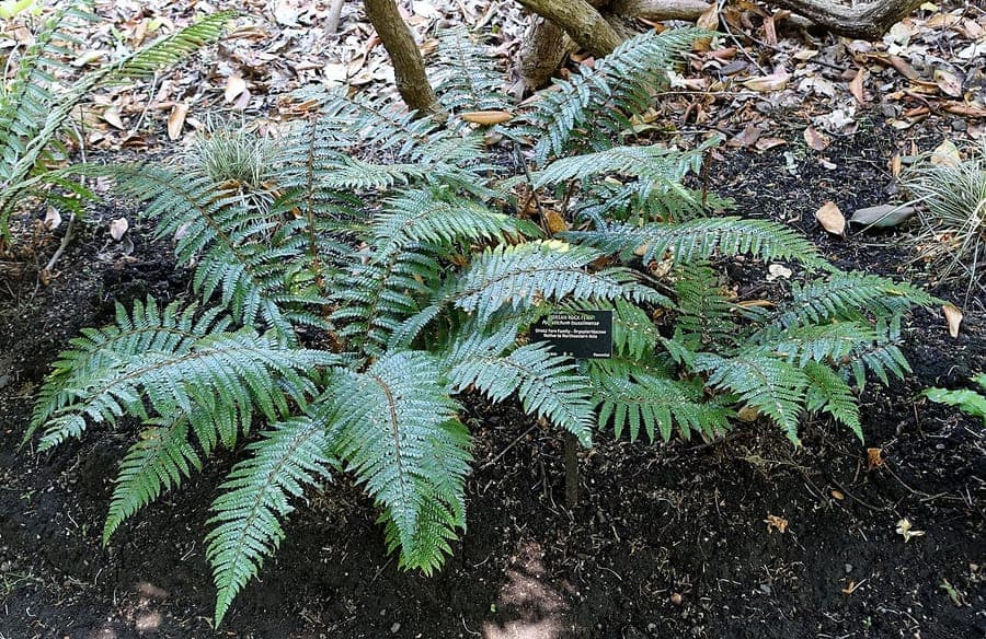 Polystic luctueux avec des frondes delicates dans un cadre montagneux