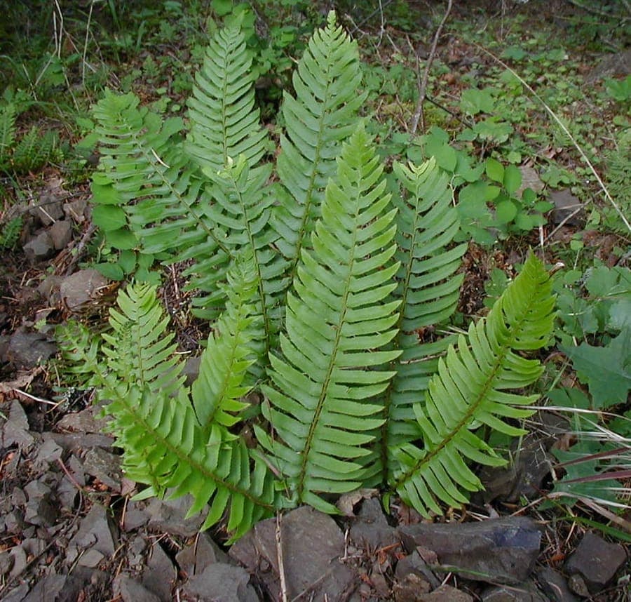 Green feathery fronds of Common sword fern (Polystichum munitum)