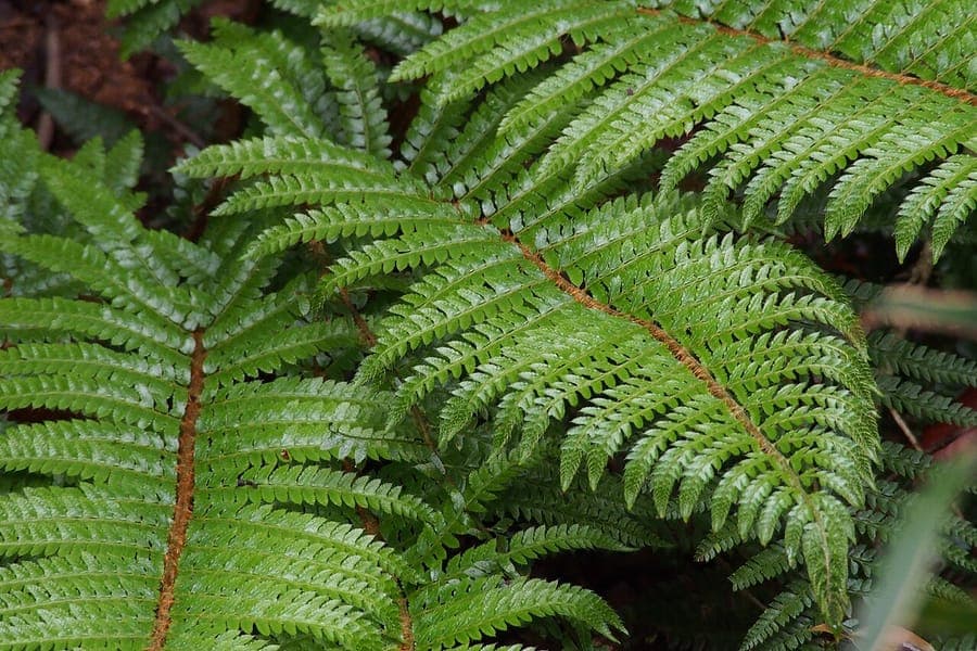 Glossy brown and green fronds of the Korean tasselfern