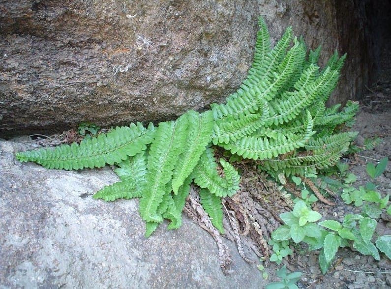 Mountain hollyfern met glanzende fronde's tegen rotsachtig terrein