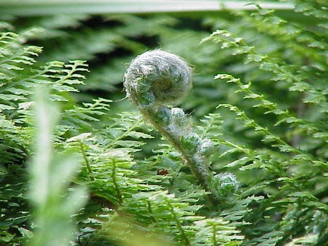 Polystic à soies dans un coin humide et ombragé, entouré de mousse et de feuilles mortes