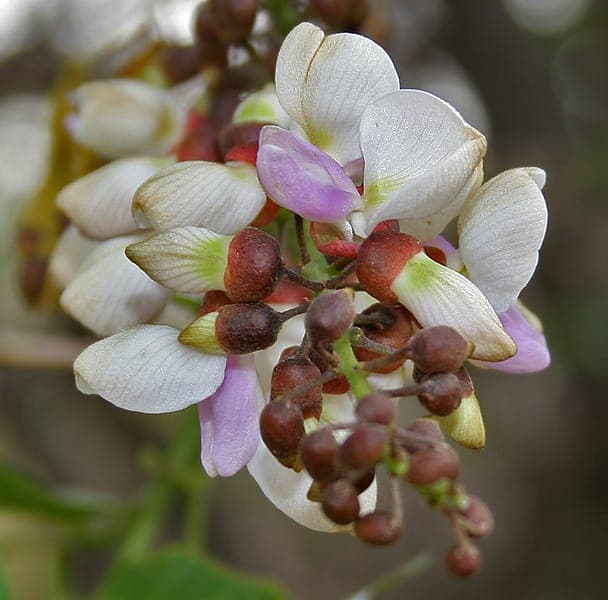 Indian beech with purple flower clusters and pinnate compound leaves