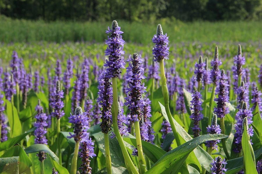 Herzförmige Pontederie mit violetten Blütenständen am Ufer eines Gartenteichs