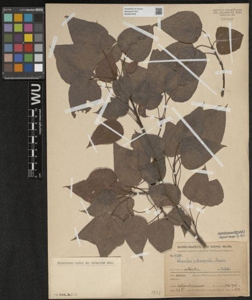 Populus adenopoda leaves
