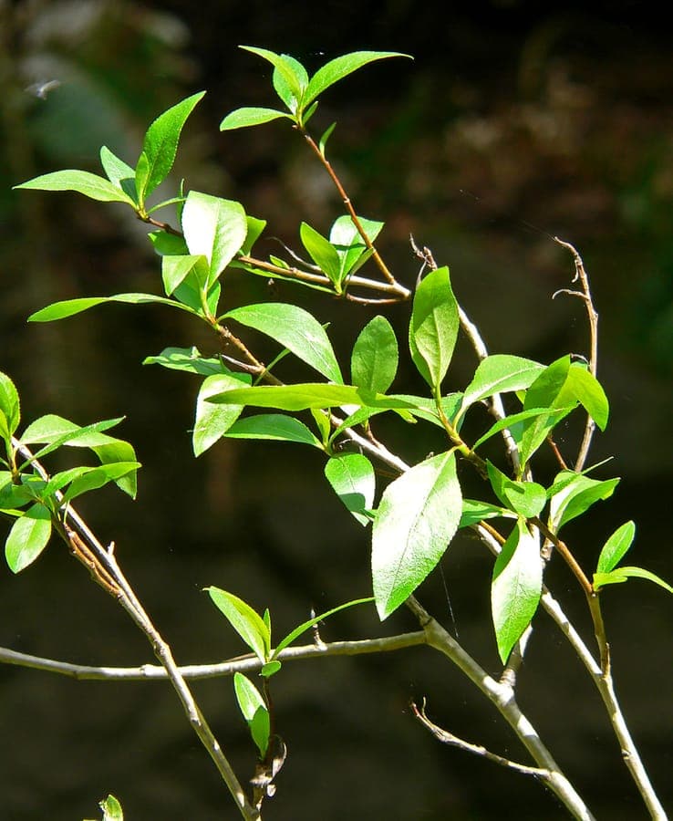 Mountain cottonwood trees in natural mountain habitat
