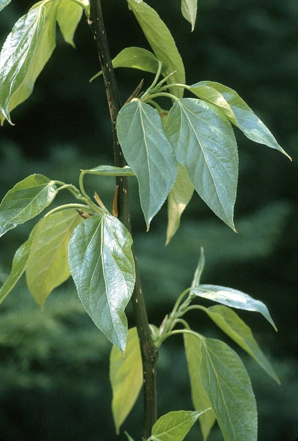 Balsampappel im Frühjahr mit klebrigen Knospen und frischem Laub unter blauem Himmel