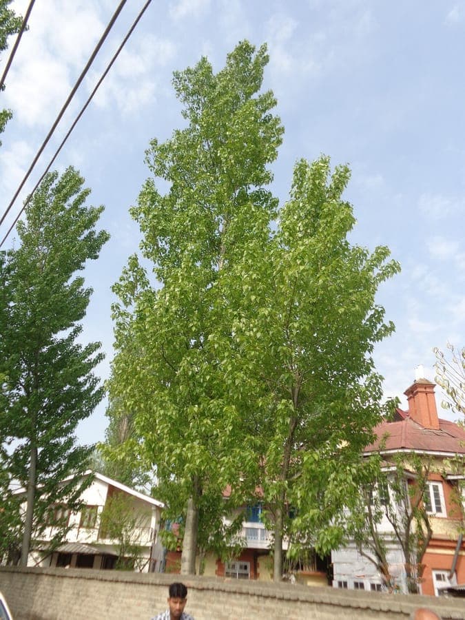 Himalayan poplar leaves and branch structure