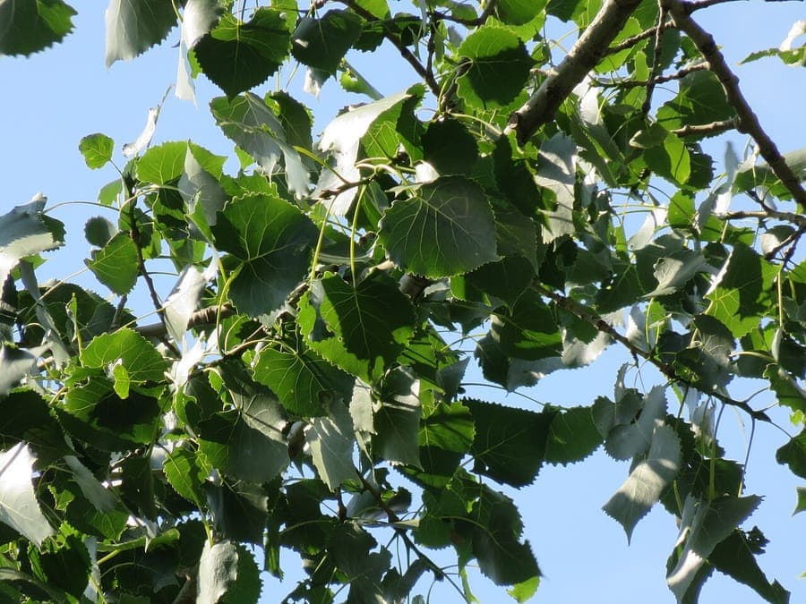 Peuplier deltoïde adulte en pleine croissance en bordure de rivière, aux feuilles triangulaires et écorce claire
