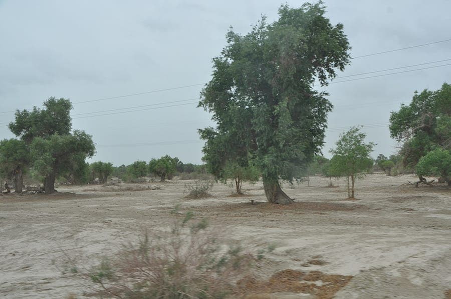 Euphrates poplar with distinctive pale bark in sunny location