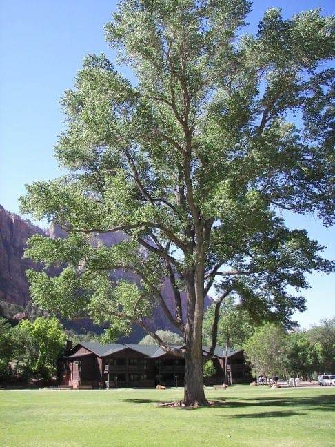 Fremont's cottonwood with green foliage