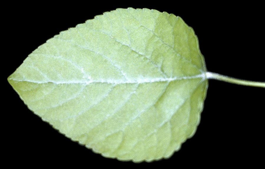 Feuille de Populus heterophylla peuplier des marais en automne