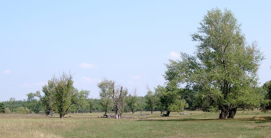 Lombardy poplar in full growth along a field edge, showing its distinctive narrow, upright form