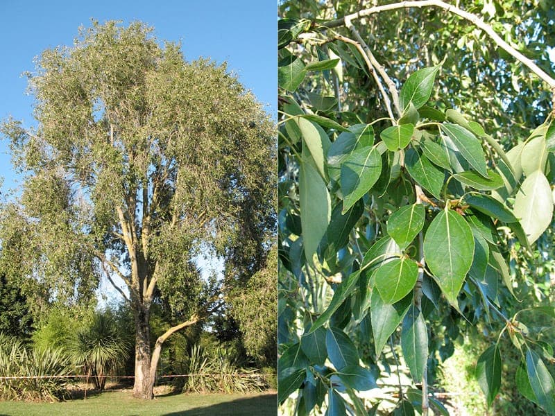 A slender Simon poplar with glossy, triangular leaves in a sunny garden