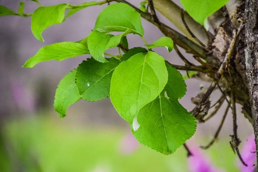 Peuplier odorant affichant ses feuilles caracteristiques et son port