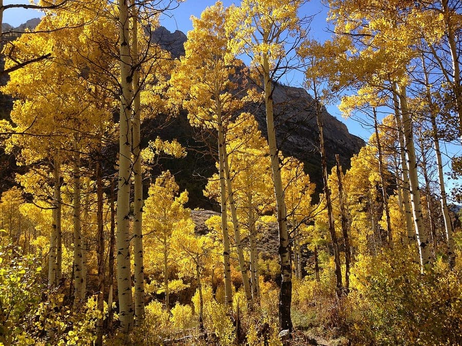 Populus tremuloides, Amerikaanse ratelpopulier met bladeren die tremuleren