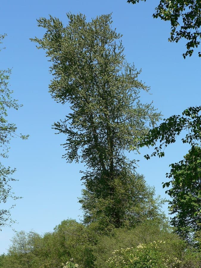Western balsam poplar in full growth along a riverbank, soft light green leaves fluttering in the wind