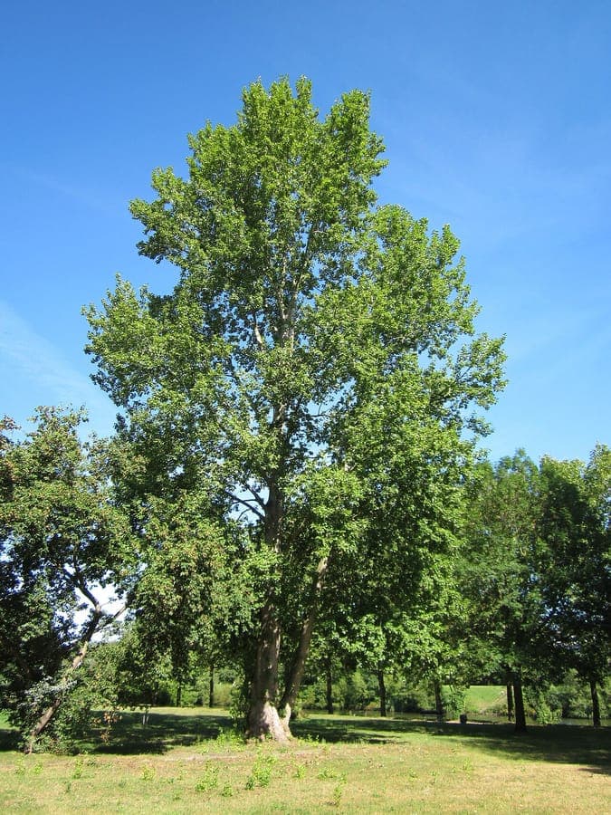 Grey poplar (Populus x canescens) showing its characteristic silver-grey leaves and broad crown